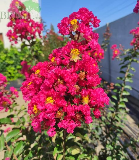 Myrta krepová, krík